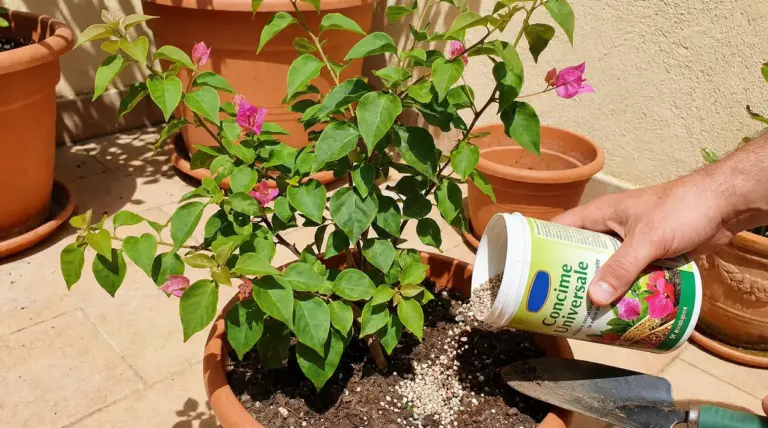 Una persona concima una pianta di bouganville in vaso su un terrazzo soleggiato