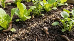 Lumache e insetti tra le piantine in un orto con granelli di pepe sparsi sulla terra